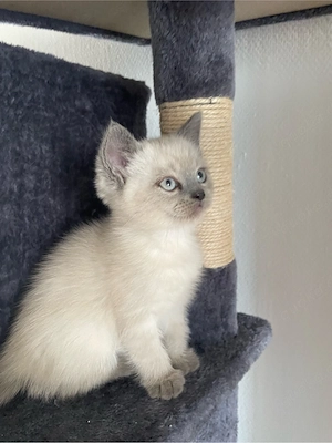 Zuckersüße BKH Kitten   nur noch 1 Mädchen (grau) & 3 Jungs frei!