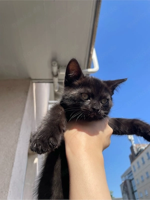 Zuckersüße BKH Kitten   nur noch 1 Mädchen (grau) & 3 Jungs frei! Bild 4