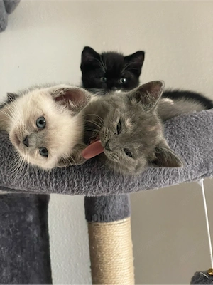 Zuckersüße BKH Kitten   nur noch 1 Mädchen (grau) & 3 Jungs frei! Bild 5