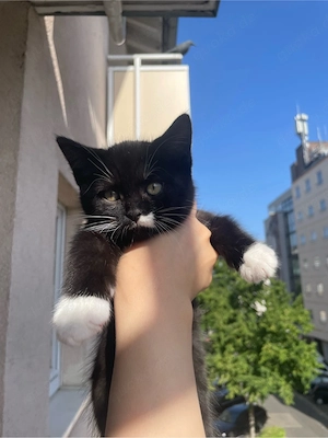 Zuckersüße BKH Kitten   nur noch 1 Mädchen (grau) & 3 Jungs frei! Bild 3
