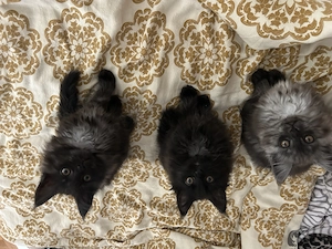 Reinrassige Maine Coon kitten 