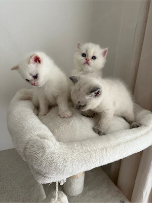zuckersüsse BKH Kitten blue lilac point