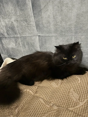 katze zu verkaufen 