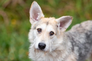 Freundliche Belka sucht liebevolle Familie