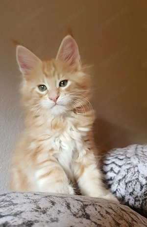Wunderschöne reinrassige Maine-Coon-Kätzchen (männlich und weiblich)
