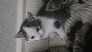 Katzenbabys EKH  9 wochen alt abzugeben