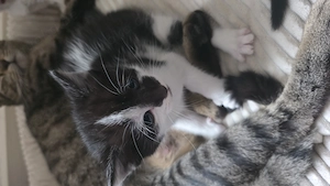 Katzenbabys EKH  9 wochen alt abzugeben Bild 2