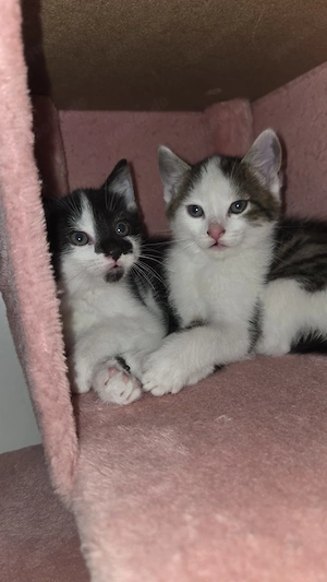 Katzenbabys EKH  9 wochen alt abzugeben Bild 4