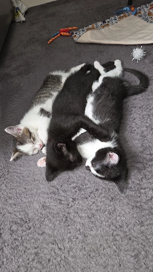 Katzenbabys EKH  9 wochen alt abzugeben Bild 3