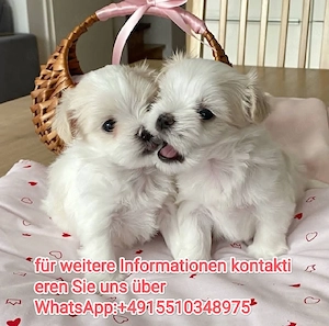Bezaubernde Malteserwelpe 