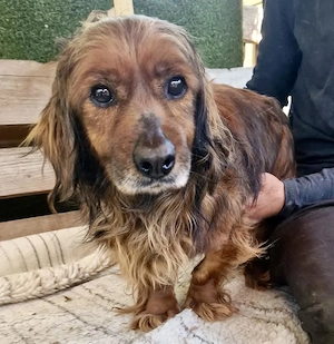 Dina   kleine Hundedame möchte endlich das Leben kennenlernen