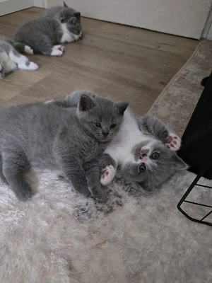 BKH Kitten!!