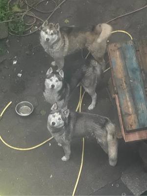 Siberian huskys 3x stück 9 monate alt 