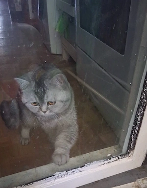bkh mix kater