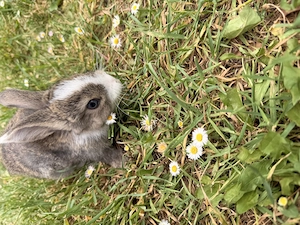 Löwenkopf-Zwergkaninchen ab Mitte Juli abzugeben