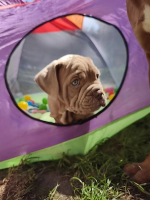 Alternativ Bulldog, OEB,  old english Bulldog Welpen 