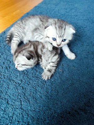 Schottische Faltor Katzenbabys 