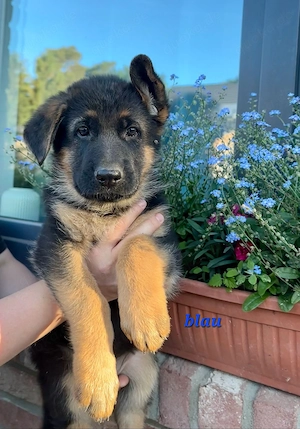 Schäferhundwelpen 