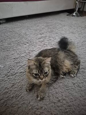 Liebe Katze sucht ein liebevolles Zuhause