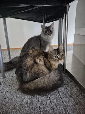 Liebe Katze sucht ein liebevolles Zuhause
