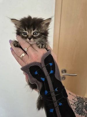 Maine Coon Mix  Baby katzen Bild 4