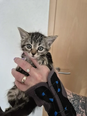 Maine Coon Mix  Baby katzen Bild 3