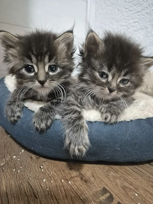 Maine Coon Mix  Baby katzen Bild 2