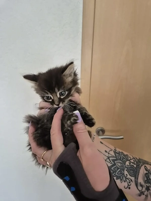 Maine Coon Mix  Baby katzen Bild 5