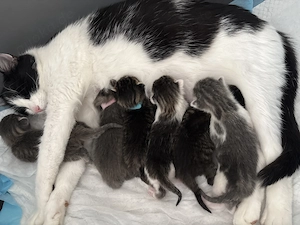 Babykatzen abzugeben 