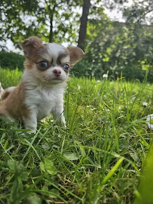 Chihuahua Welpe Mädchen 
