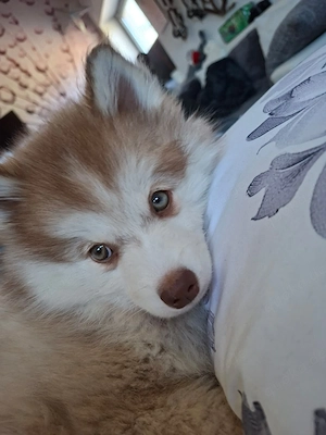   Pomsky Siberian Husky - Pomeranian mix Bild 3