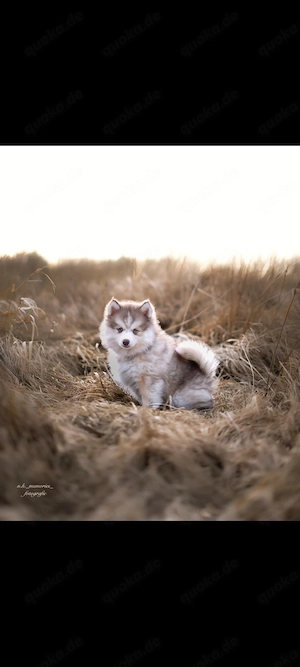   Pomsky Siberian Husky - Pomeranian mix Bild 2