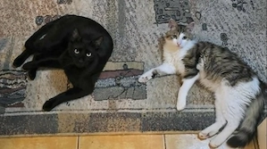 Jet & Morris - zwei ziemlich beste Katerfreunde
