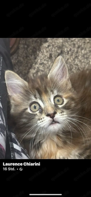 Maincoonkitten zu verkaufen