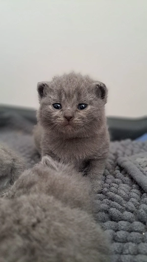 Bkh britisch kurzhaar blau kitten