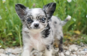 Chihuahua welpe Rüde