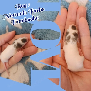 Ratten Babys super hübsch und absolut kinderlieb und verkuschelt 