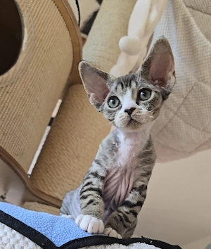 Kleine süße Knutschkugel Bonnie sucht ein liebevolles neues Zuhause!