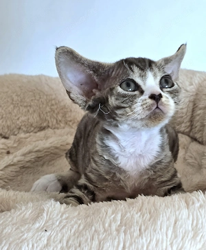 Kleine süße Knutschkugel Bonnie sucht ein liebevolles neues Zuhause! Bild 11