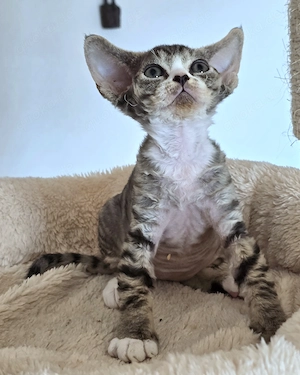 Kleine süße Knutschkugel Bonnie sucht ein liebevolles neues Zuhause! Bild 7