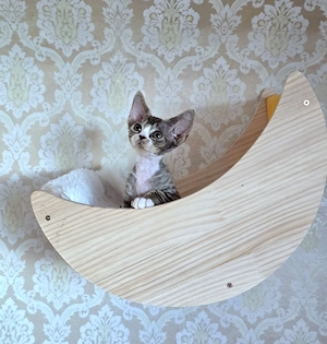 Kleine süße Knutschkugel Bonnie sucht ein liebevolles neues Zuhause! Bild 4