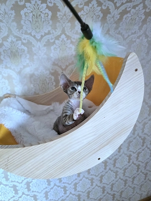 Kleine süße Knutschkugel Bonnie sucht ein liebevolles neues Zuhause! Bild 8