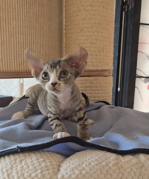 Kleine süße Knutschkugel Bonnie sucht ein liebevolles neues Zuhause! Bild 9