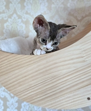 Kleine süße Knutschkugel Bonnie sucht ein liebevolles neues Zuhause! Bild 6