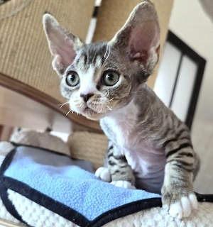Kleine süße Knutschkugel Bonnie sucht ein liebevolles neues Zuhause! Bild 3