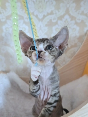 Kleine süße Knutschkugel Bonnie sucht ein liebevolles neues Zuhause! Bild 2