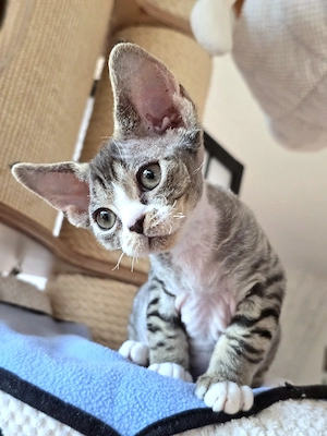 Kleine süße Knutschkugel Bonnie sucht ein liebevolles neues Zuhause! Bild 12