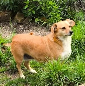 Bengy - liebe Hunde-Omi sucht liebevolles Zuhause