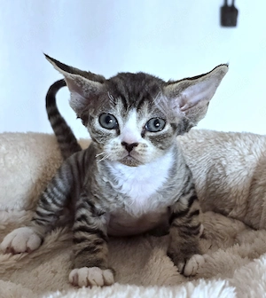 Kleine süße Knutschkugel Bonnie sucht ein liebevolles neues Zuhause! Bild 14