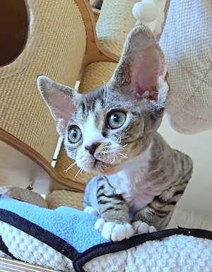Kleine süße Knutschkugel Bonnie sucht ein liebevolles neues Zuhause! Bild 10